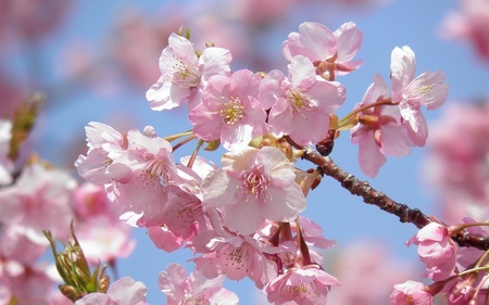 冬景色 河津桜 淡路島国営明石海峡公園 兵庫.jpg