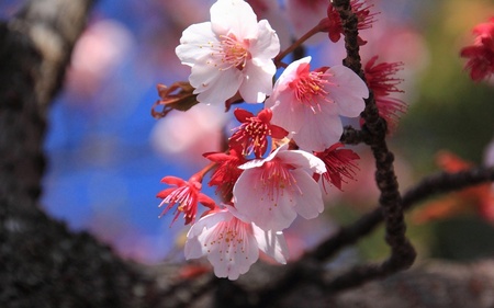 寒桜 福成(ふくじょう)寺 丸亀 香川 .jpg